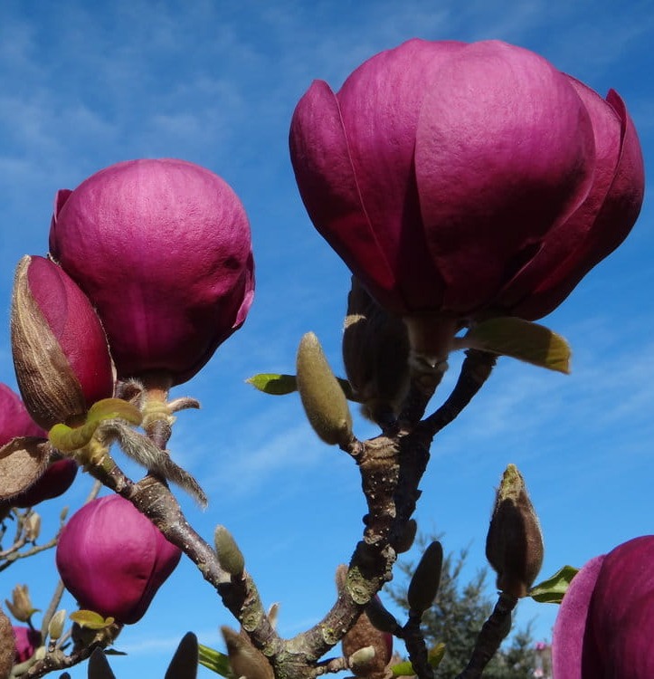 Magnolia BLACK TULIP