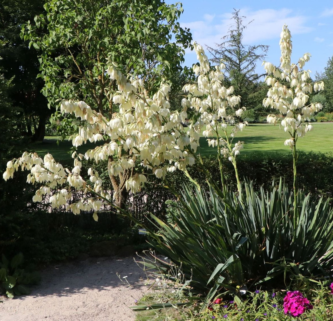 Juka Karolińska YUCCA FILAMENTOSA