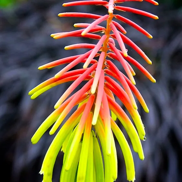 Trytoma RUFA RASTA