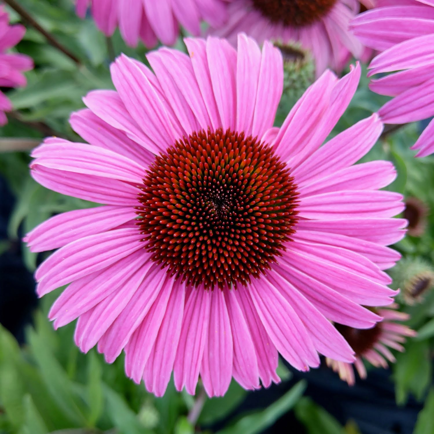 Jeżówka PEARL DARK PINK