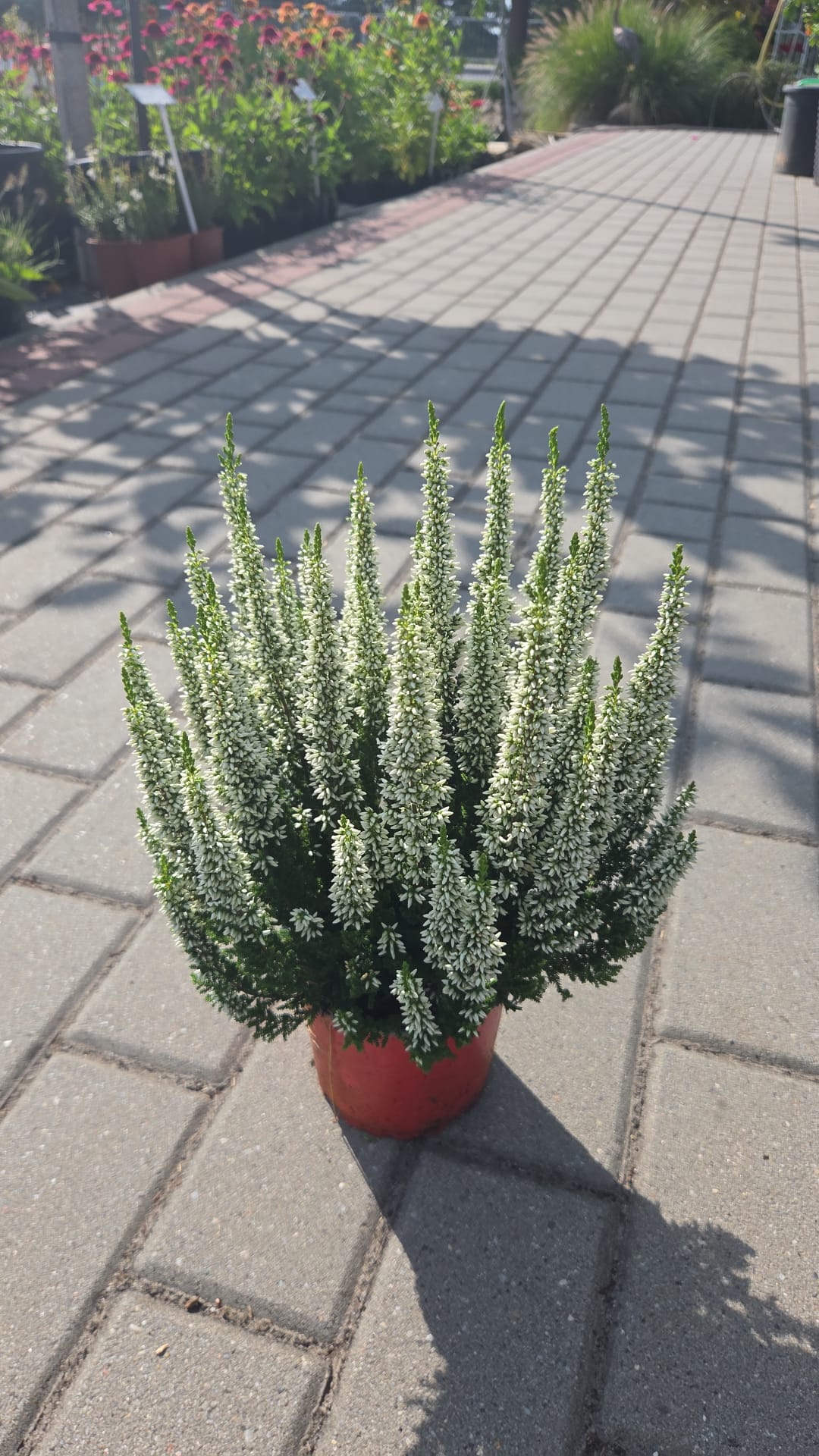 Wrzos LONG WHITE