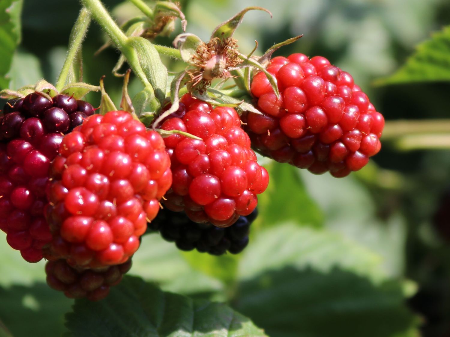 MALINOJEŻYNA LOGANBERRY
