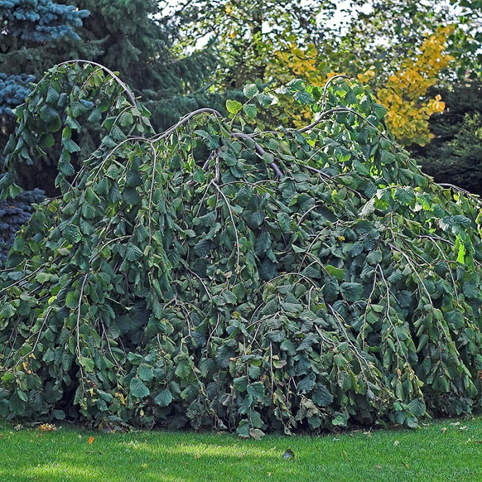 Leszczyna pospolita PENDULA zwisająca W DONICY