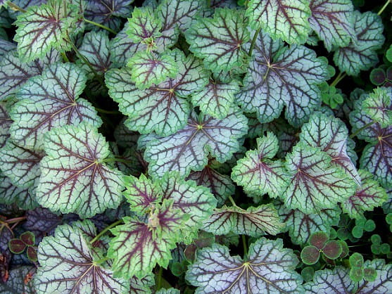 Żurawka GREEN SPICE