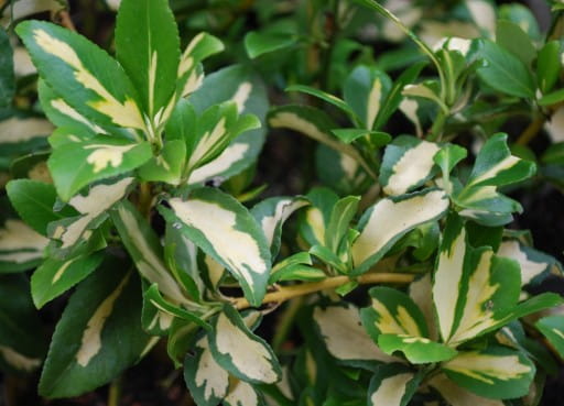 Trzmielina INTERBOLWI