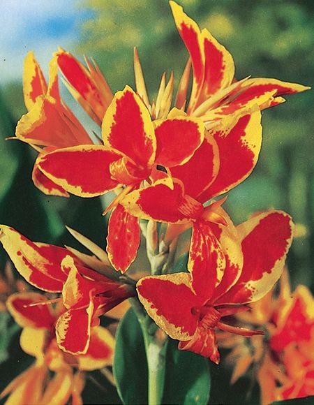 Paciorecznik Ogrodowy RED YELLOW FLAME