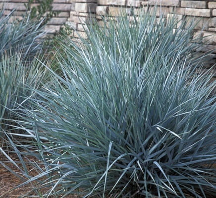 Trawa Wydmuchrzyca Piaskowa BLUE DUNE