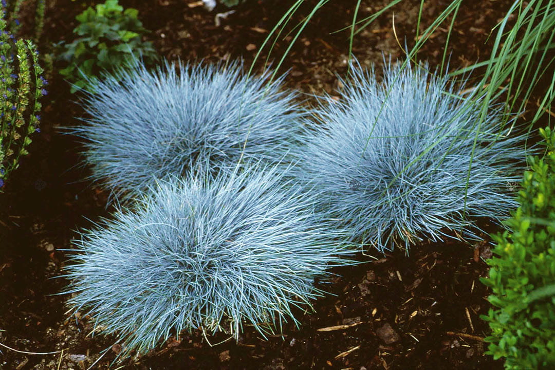 Trawa kostrzewa ELIJAH BLUE