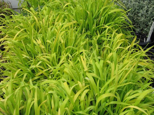 Prosownica rozpierzchła AUREUM