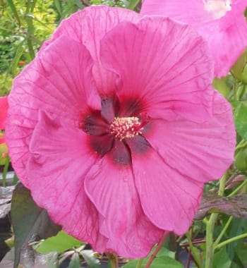 Hibiskus bylinowy Plum Crazy