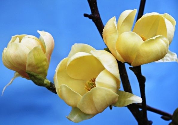 Magnolia HONEY TULIP
