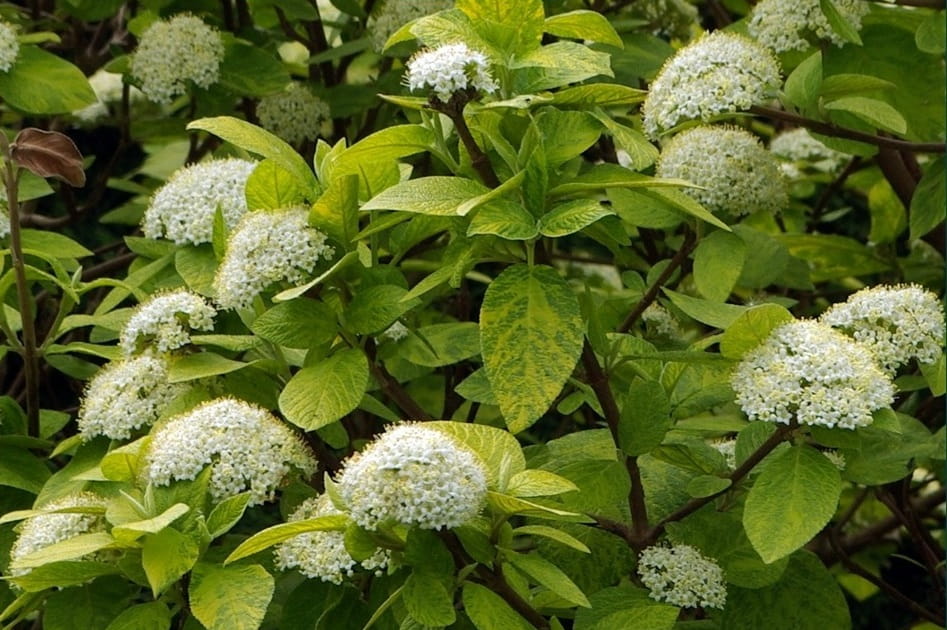 KALINA hordowina AUREOVARIEGATA SZCZEPIONA