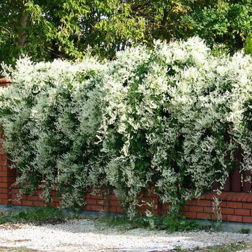 Rdest AUBERTA