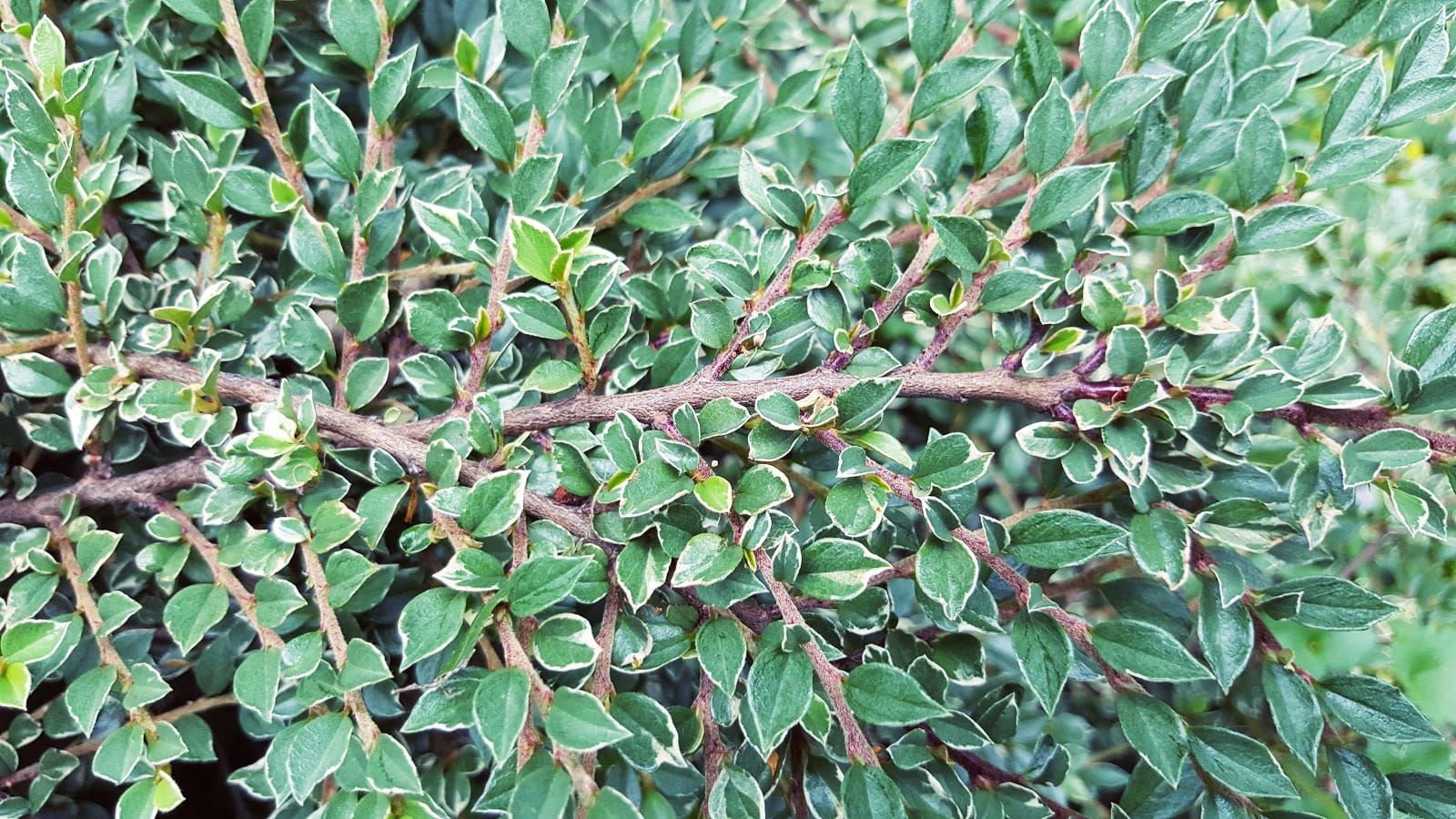 Irga purpurowa VARIEGATUS