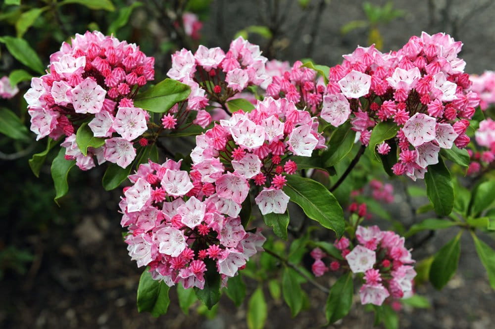 Kalmia szerokolistna GINKONA