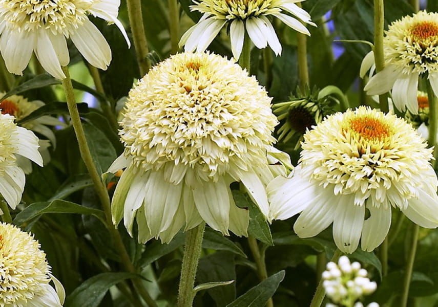 Jeżówka MILKSHAKE mleczna