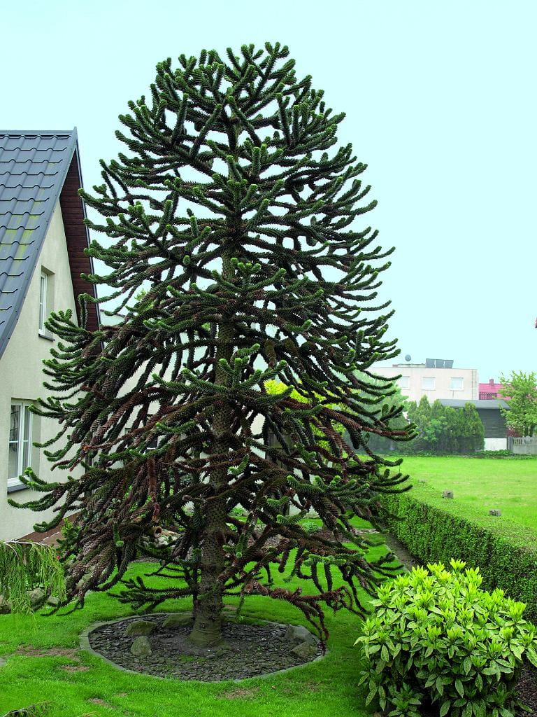 ARAUCARIA chilijska niezwykle oryginalna