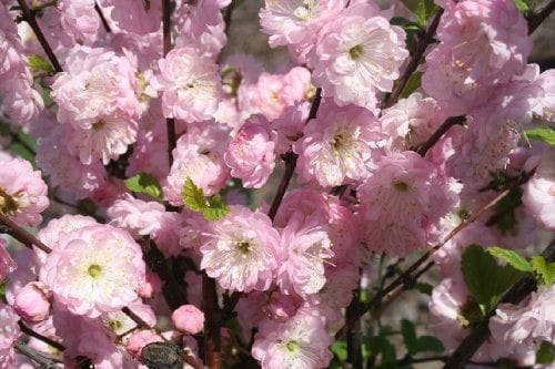 Migdałek TRÓJKLAPOWY