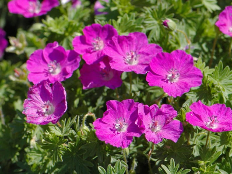 Bodziszek Czerwony VISION VIOLET