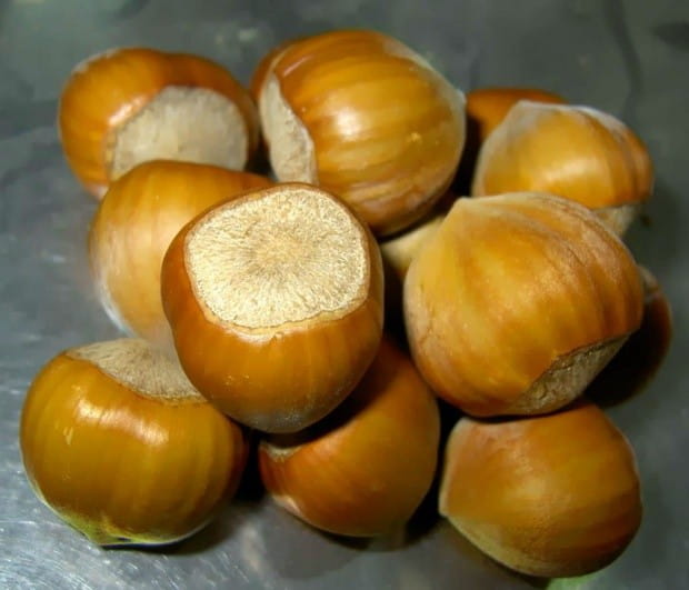 Orzech laskowy KATALOŃSKI