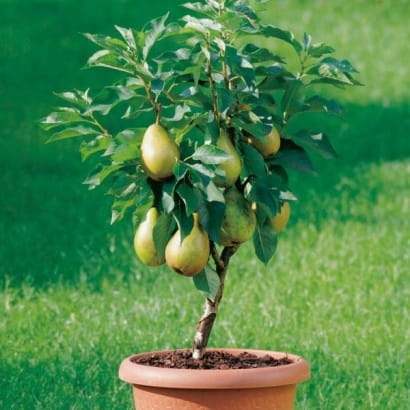 Grusza Perłowa - MINIATUROWA