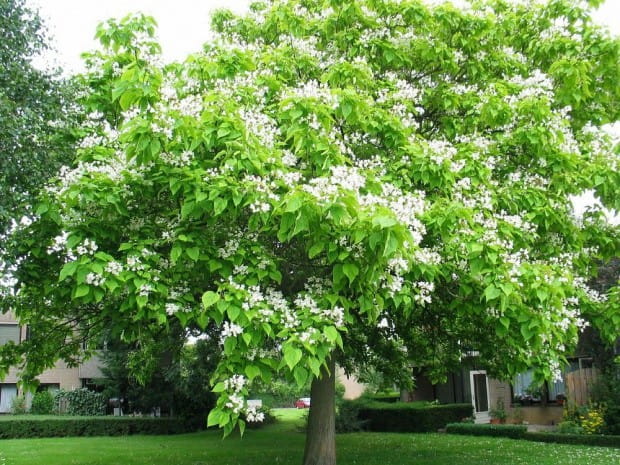 Catalpa BIGNONIOIDES