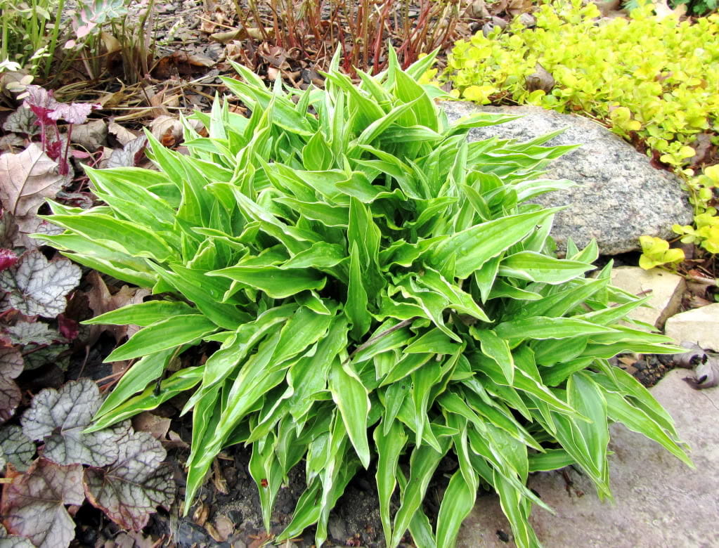 Funkia - HOSTA STILETTO