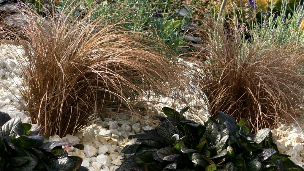 Turzyca Włosista BRONCO