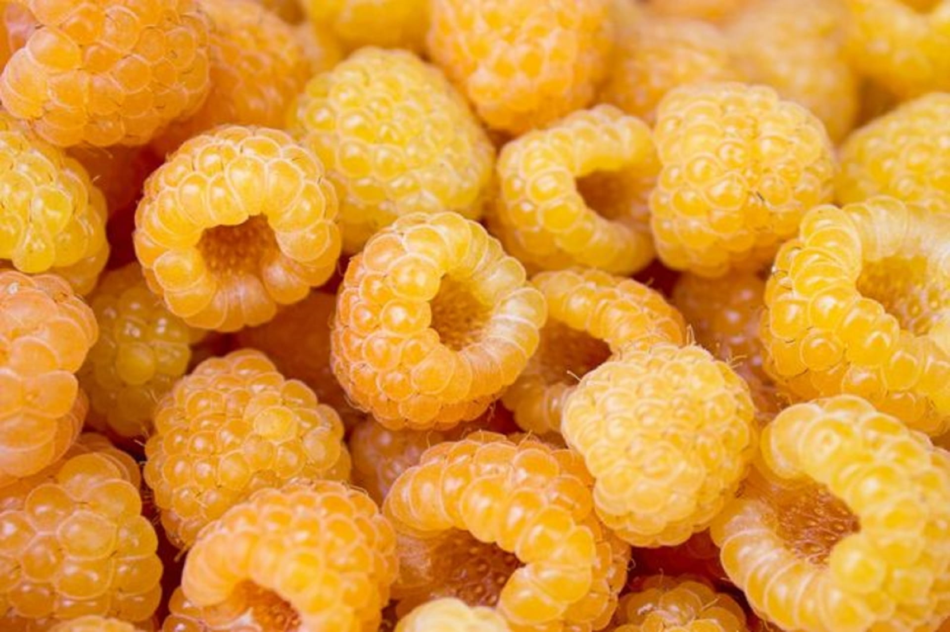 Malina ŻÓŁTA Golden Queen