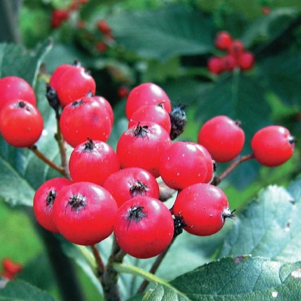 Jarzębina JARZĄB SZWEDZKI