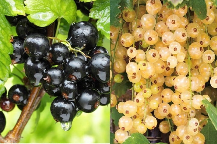 Porzeczka biała BLANCA i czarna TITANIA na pniu DUO