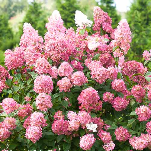 Hortensja bukietowa PINK DIAMOND