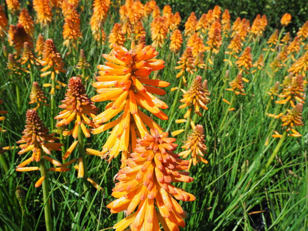 Trytoma groniasta POCO ORANGE