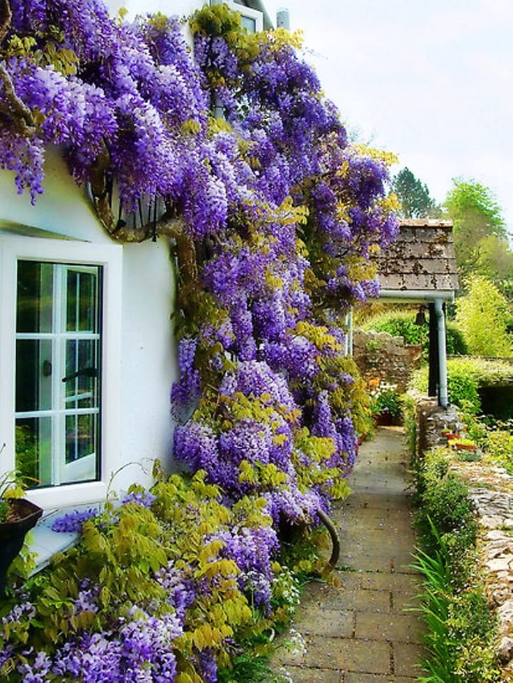 Wisteria Kwiecista LUDWIK LAWIN