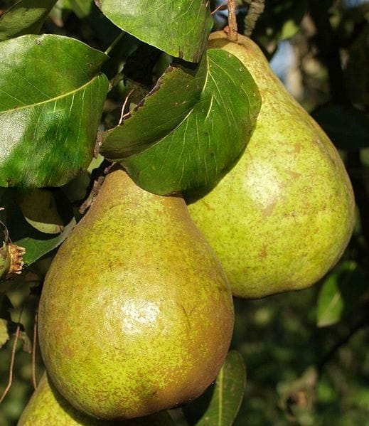 Grusza AMFORA