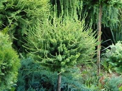 Modrzew Europejski KÓRNIK