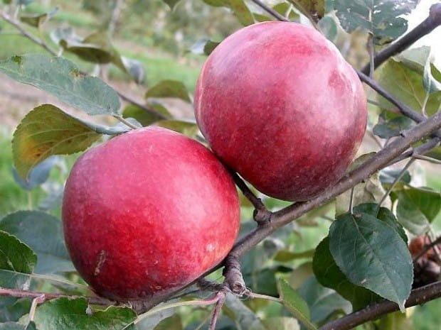 Jabłoń MALINÓWKA Oberlandzka w doniczce