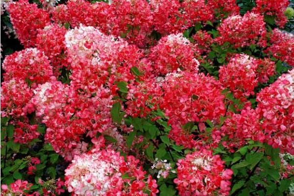 Hortensja Bukietowa DIAMANT ROUGE