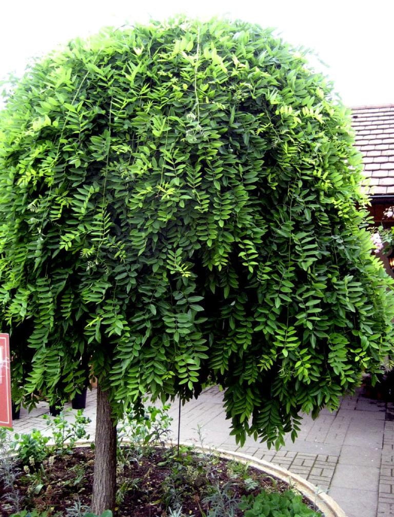 Perełkowiec Japoński Pendula