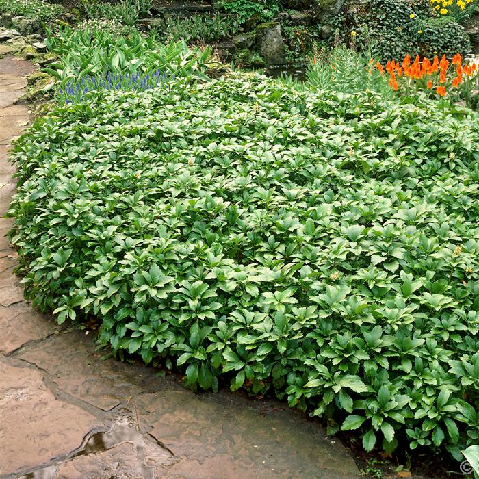 Runianka Japońska GREEN CARPET