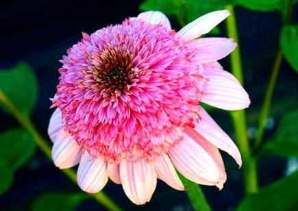 Jeżówka SECRET ROMANCE