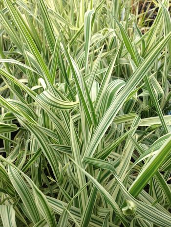 Mozga Trzcinowata LUTEOPICTA