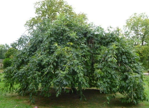 Dąb Szypułkowy PENDULA - zwisający