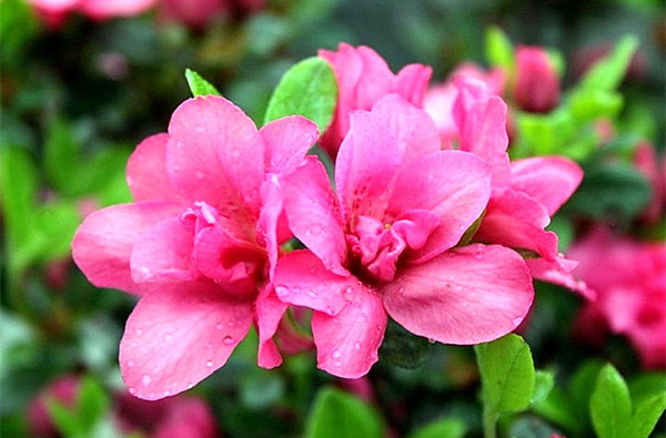 Azalky – ideální rostliny do vaší zahrady