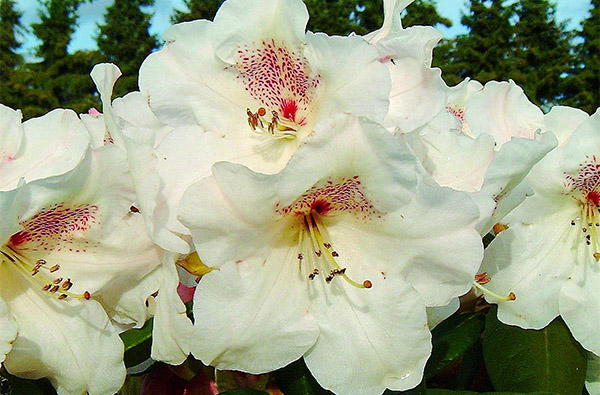 Rododendron (růžovník) – pěstování, péče, požadavky