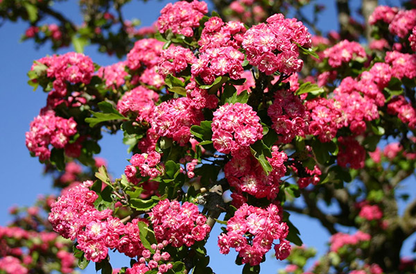 Proč se vyplatí zasadit hloh na zahradě