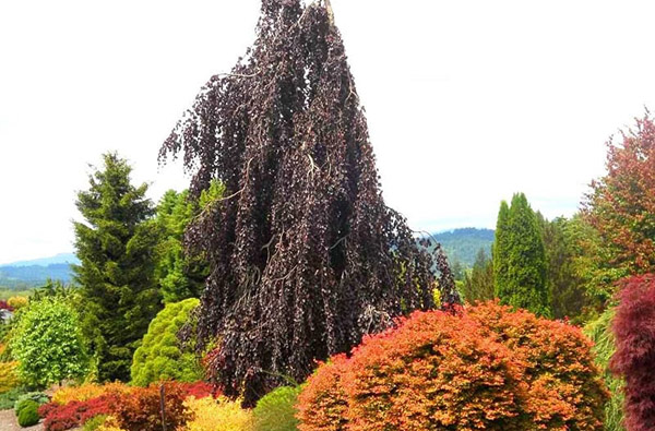 Atraktivní odrůdy buku do zahrady
