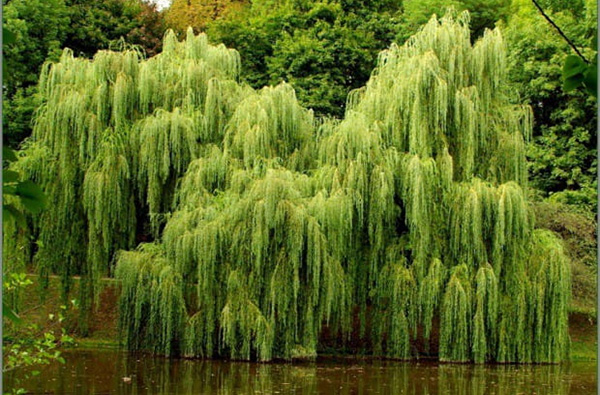 Na jakém stromě rostou kočičky? Zjistěte, co se vyplatí vědět o vrbách
