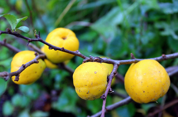 Kdoulovec JAPONSKÝ – zářivé jarní květy a aromatické plody v jednom keři